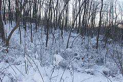 Blizzard 2010 - 5